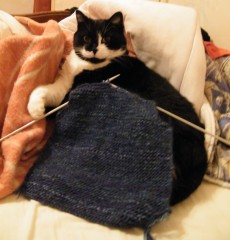 tricot,chat,mon chat sait tricoter