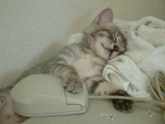 chat-qui-dort-avec-une-souris-informatique.jpg